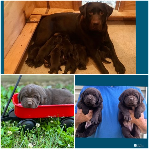 Labrador Retriever puppy for sale + 61814