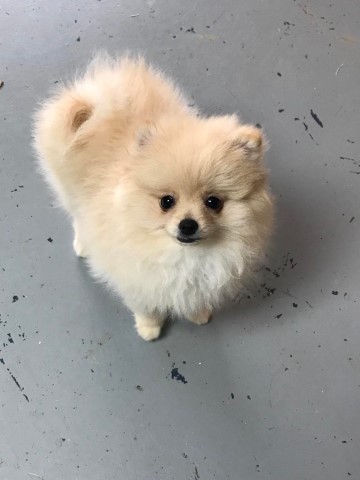 Pomeranian puppy for sale + 63936