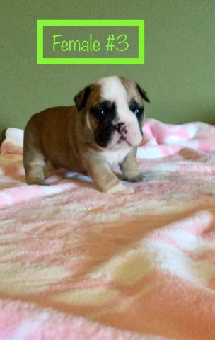 English Bulldog puppy for sale + 48045
