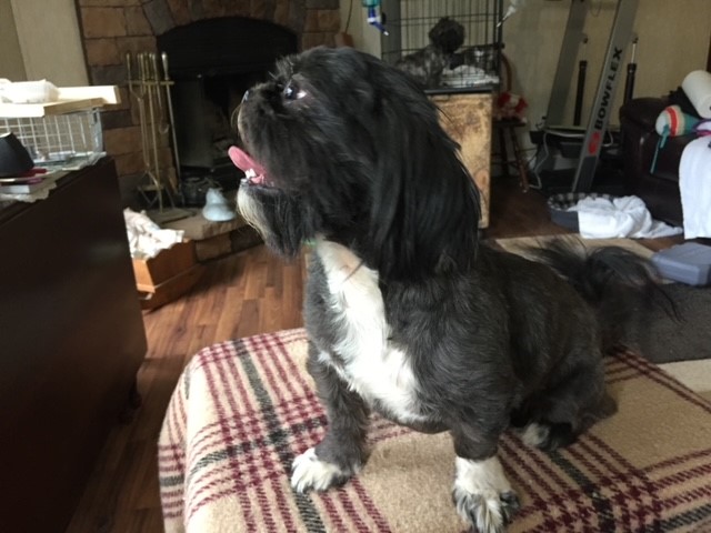 Shih Tzu puppy for sale + 63381