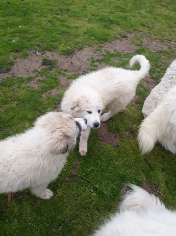Great Pyrenees puppy for sale + 63273