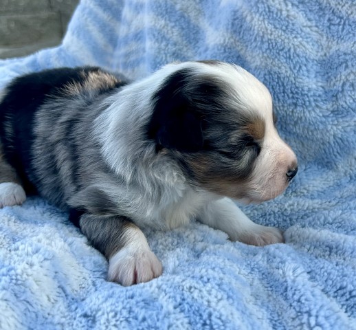 Miniature Australian Shepherd puppy for sale + 52774