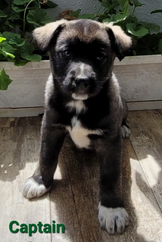 Pomsky puppy for sale + 63254