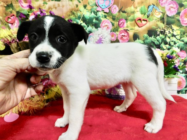 Border Collie puppy for sale + 66495