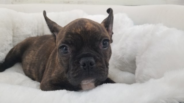 French Bulldog Puppy - Male - Champion ($2,199)