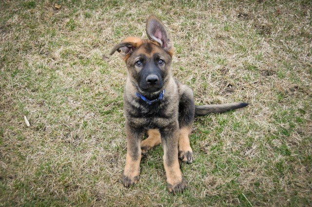 AKC CZEC / West German German Shepherd Puppies - Sable Blue Puppy Male