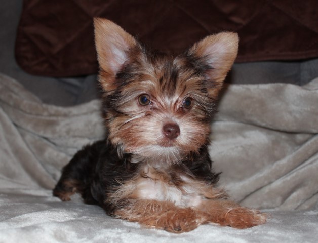 AKC & CKC Chocolate Female Puppy