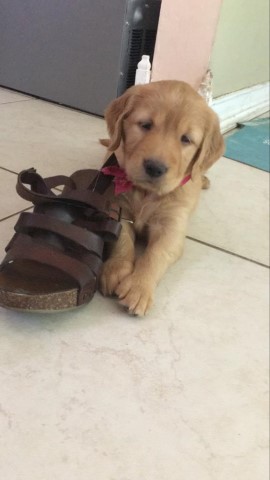 Pure Breed Golden Retriever Puppies