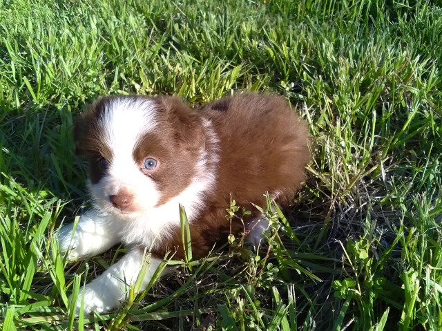 Minature Australian Shepherd Puppies