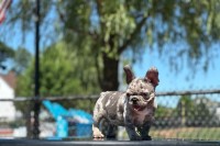 Male Blue merle French Bulldog for sale/adoption