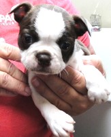 Misty, the red female boston terrier Boston Terrier for sale/adoption