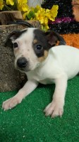Chicago Rat Terrier Type Baby BOY... Super Cute!!! Rat Terrier for sale/adoption