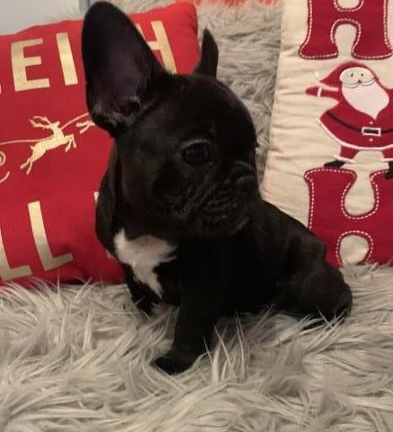 French Bulldog puppy for sale + 61181