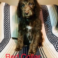 F1B Labradoodle Puppies Labradoodle for sale/adoption