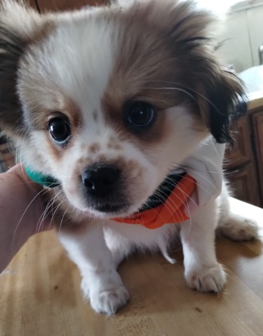 Shih Pom Male Puppy 12 weeks