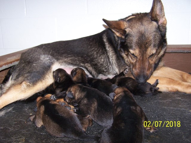 DDR (East German) German Shepherd  sable puppies