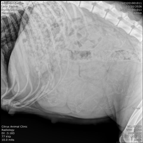 Litter on the way!!!