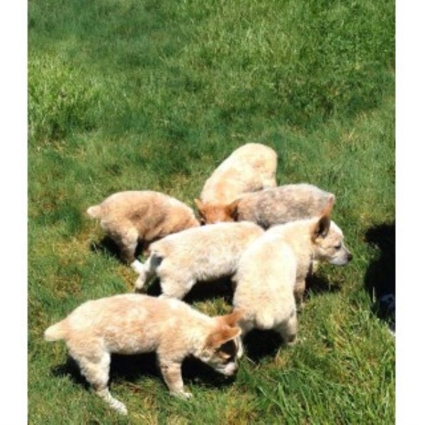 Australian Cattle Dog puppy for sale + 46447