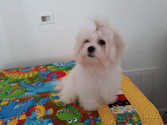 Maltese Puppy ready to rehome NOW