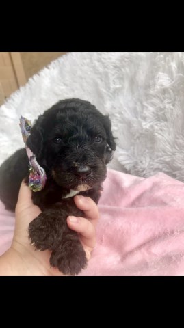 Goldendoodle puppy for sale + 58226