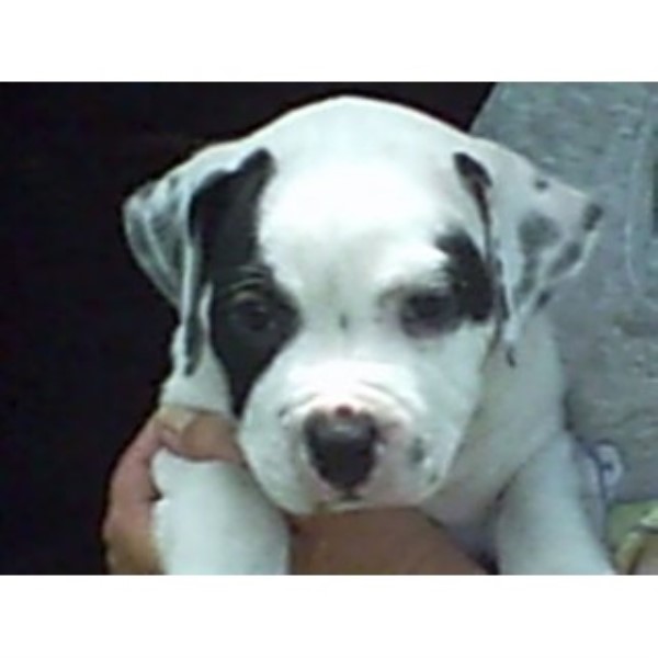 American Bulldog puppy for sale + 46332