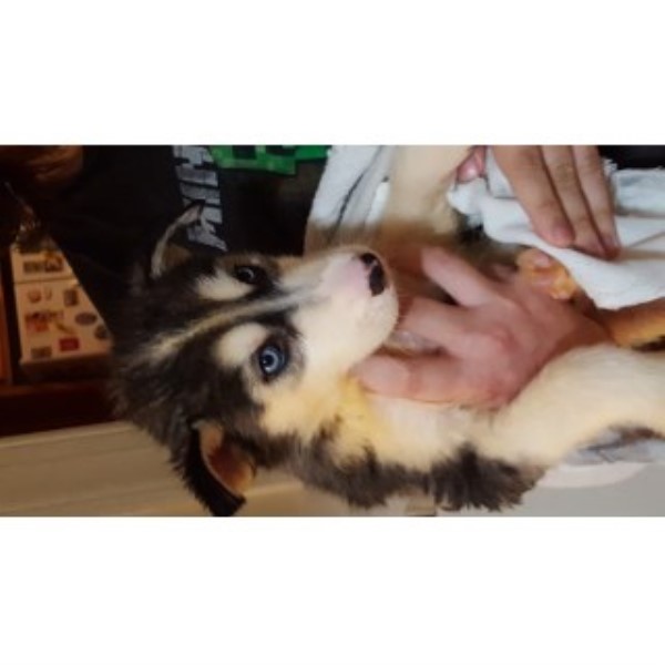 Siberian Husky puppy for sale + 46702