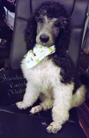 Silver and White Parti Poodles