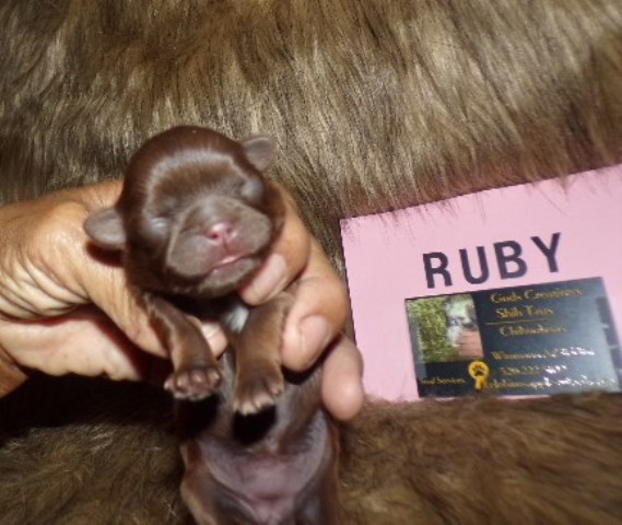 Shih Tzu Puppies Four Females
