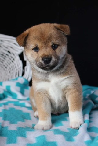Shiba Inu Puppy Dog For Sale In Columbia City Indiana