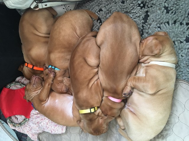 Vizslas 8 weeks