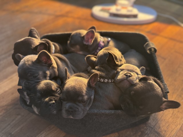 French bulldogs