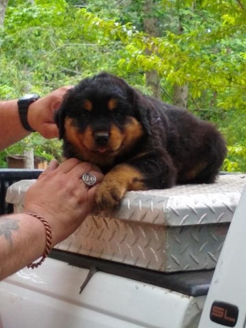 Rottweiler puppy for sale + 56484