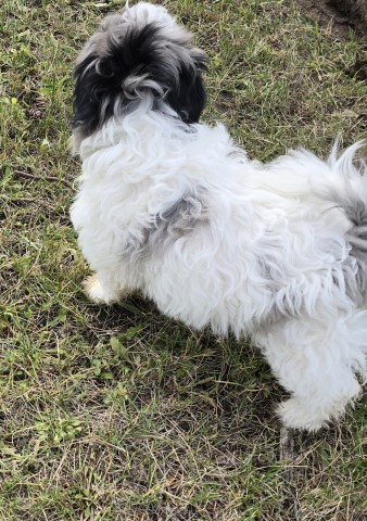 Bichon cross puppy