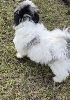 Bichon cross puppy Bichon Frise for sale/adoption