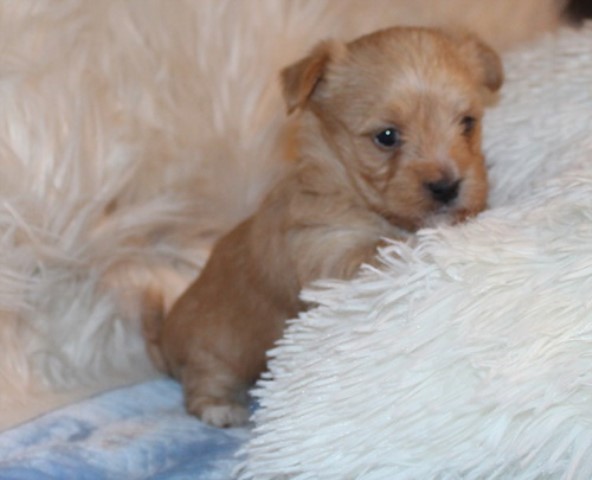 Havashire puppies      Havanese Yorkshire