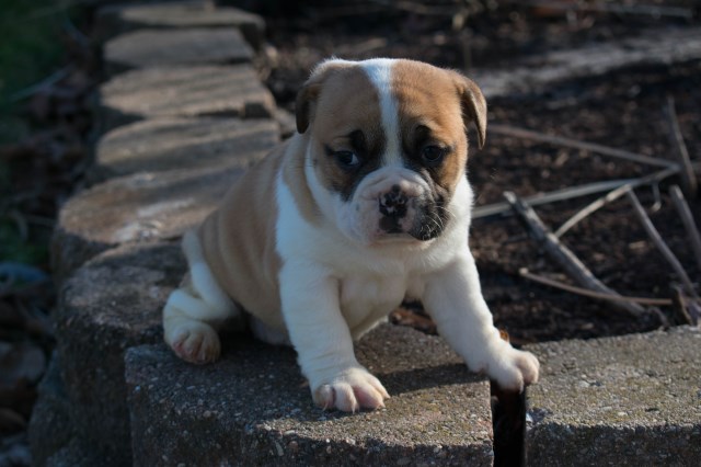 English Bulldog puppy dog for sale in Kensington, Ohio