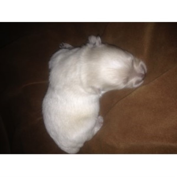 Pomeranian puppy dog for sale in Ludington, Michigan