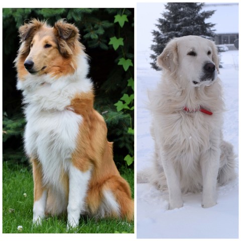 Golden Retriever Collie Mix Puppies