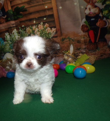 AKC Long Coat Apple Head Chihuahua Puppy Female