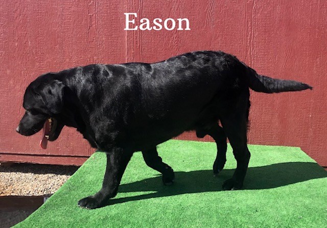 Labrador Retriever puppy for sale + 67174