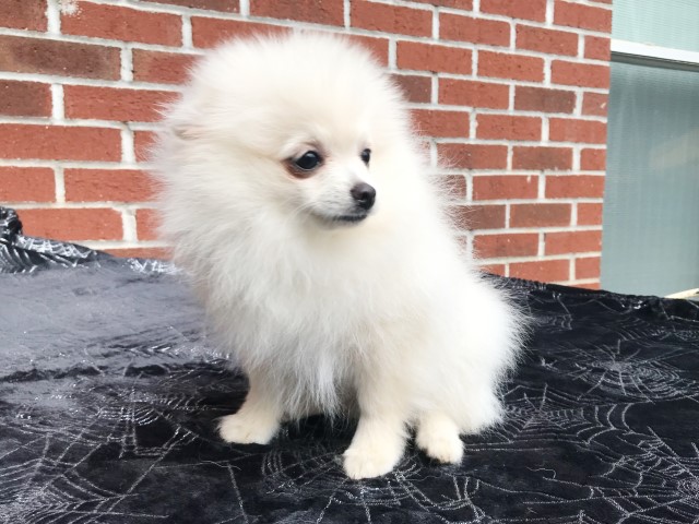 Pomeranian puppy for sale + 66169