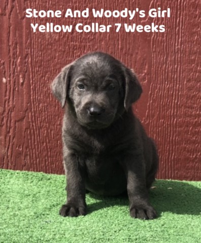 Labrador Retriever puppy for sale + 63216