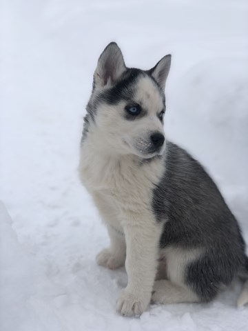 AKC Siberian Husky pups