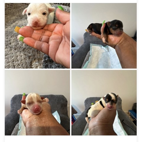 Male and Female Yorkies