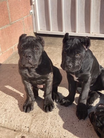 Cane Corso puppy for sale + 65818