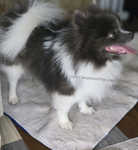 Pomeranian puppy for sale + 66962