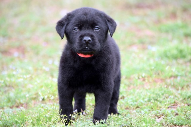 Labrador Retriever puppy for sale + 60289