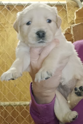 Golden Retriever puppies