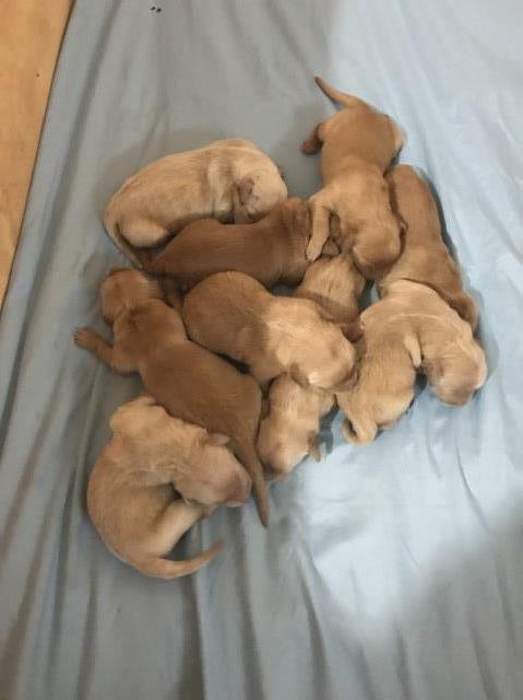 Golden retriever puppies