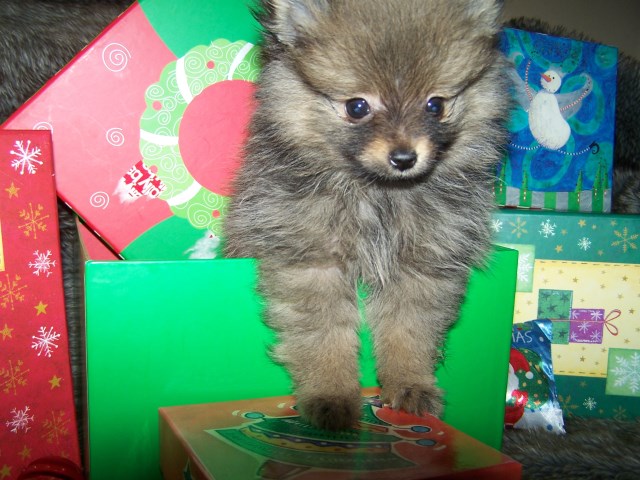 Tiny Chayne - Purebred Pomeranian Male Puppy